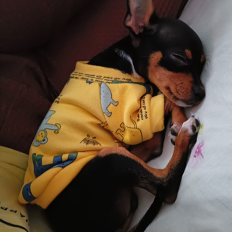 Xs ropa para perros pequeños,  - Winter Clothing For Toddlers reseña y precio